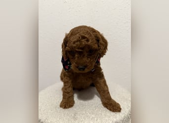 Kleine Toy Pudel rot braun (asiatische Linie)