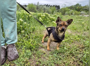 Kleine Gina sucht ein verständnisvolles Zuhause