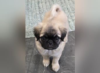 Mops Welpen  ( Altdeutsche )