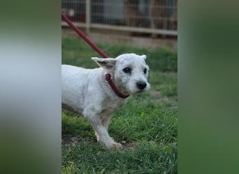 **RESERVIERT** Egres-PP, kleine Westie-Lady wünscht sich schönes Zuhause