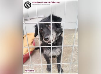 Freundliche QUEENIE sucht ein liebes Zuhause