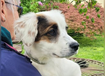Englisch-Setter-Mix Welpe (Tierschutz)