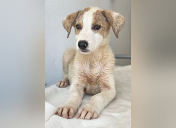Lelia, geb. ca. 03/2025, lebt in GRIECHENLAND, im städt. Tierheim Serres