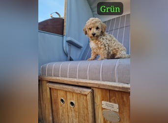 Maltipoo F 1 Welpen