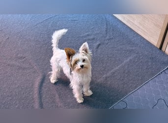Fussel, Biewer-Terrier, Rüde, 4 Monate, 20 cm