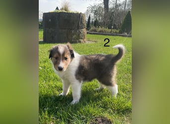 Colliewelpen suchen ein Zuhause!