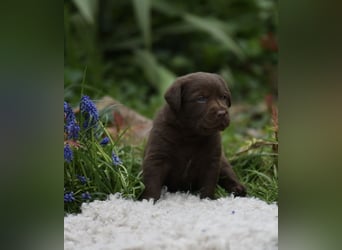 Aussiedor Aussiedorwelpe Welpe Australien Shepherd x Labrador