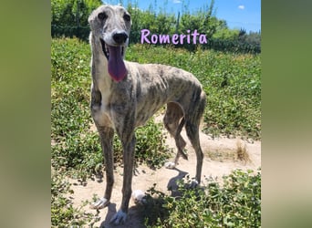 Romerita 05/2021 (in Deutschland) - wunderschöne, sympathische und soziale Galga!