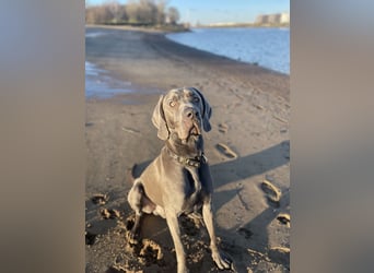 Weimaraner-Dogge