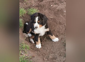 Berner Sennen Welpen