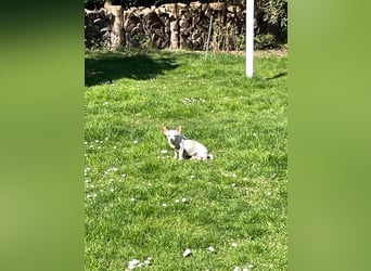 SOPHIE und KAAMI ❤️ 2 Chihuahua Seelen, Pflegefamilie Bochum