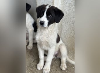 Zenzi, geb. ca. 01/2025, lebt in GRIECHENLAND, im städt. Tierheim Serres