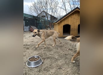 KATHI, Hündin, 6,5 Jahre, 55 cm, Mischling, Tierschutz
