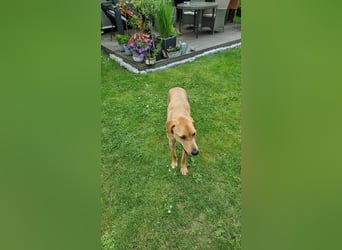 Oskar - in 71067 Sindelfingen  auf Pflegestelle
