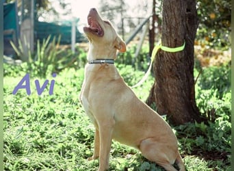 Avi 10/2021 (ESP) - aufgeschlossene und menschenbezogene Labrador-Podenco-Mix Hündin!