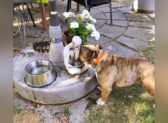  Heidi – kleine English Bulldog-Lady sucht Rasseliebhaber