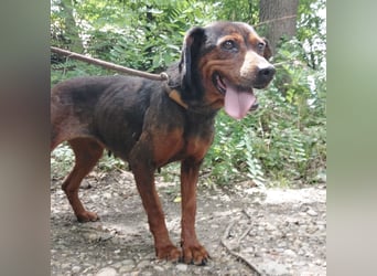 Missy braucht Liebe