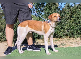 Arnie, Mix Labrador / Podengo