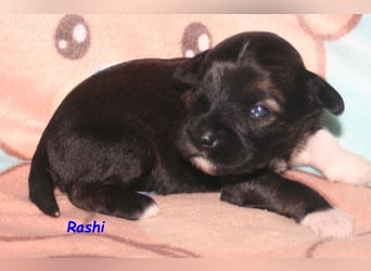Kirsei-Kra Tibet Terrier Welpen ( VDH / ILT )