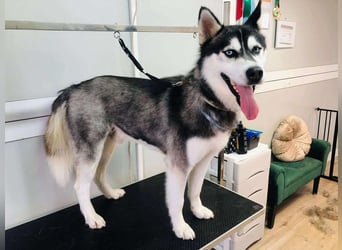 BANDIT - der verspielte und soziale Bursche möchte für immer ein Teil deiner Familie sein!