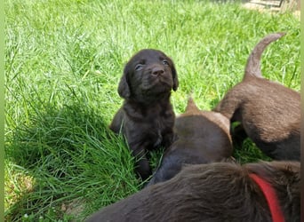 Labradoodle F1 Schokobraun