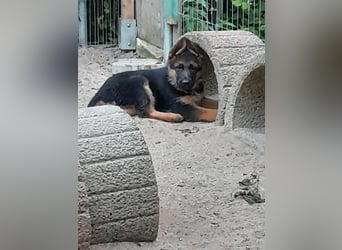 Wunderschöne Schäferhundwelpen  suchen Ende Juni ein schönes zu Hause1