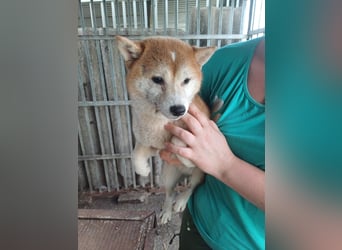 Serry, freundliches Shiba Inu Mädchen geb. 2024