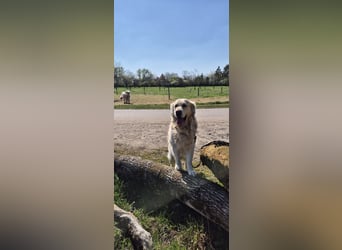 Golden Retriever Deckrüde