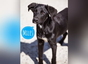 Miles ein wundervoller Rüde
