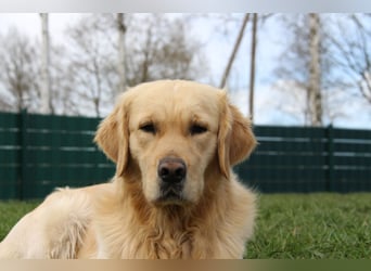 Golden Retriever Deckrüde mit FCI-Ahnentafel