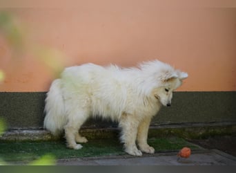 Romy SR – Kleine Schneeflocke mit großem Herzen