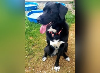 Ein besonderer Hund sucht seine Familie…