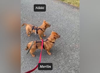 Kleiner Nikki(5 Mon,4,5 kg, 20 cm)sucht liebevolles Zuhause