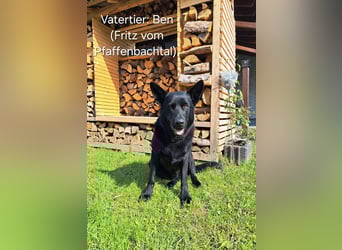 DSH Deutscher Schäferhund - Welpen lackschwarz
