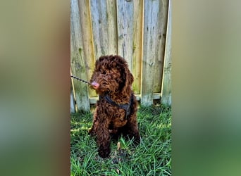 Labradoodle