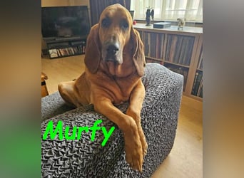 Notfall Murfy geb. 12/2019 (in Belgien) - Sabueso Espanol Rüde sucht DRINGEND ein Zuhause!