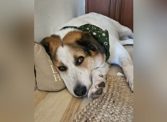 Sharky - Großer gemütlicher Bär sucht Familie zum Liebhaben (47839 Krefeld)