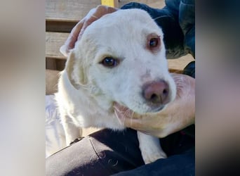 Carlotta - goldiges Hundekind