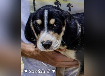 Strolchi und Scippy suchen  noch ein Zuhause