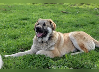 Hübscher Rufus sucht ein Zuhause