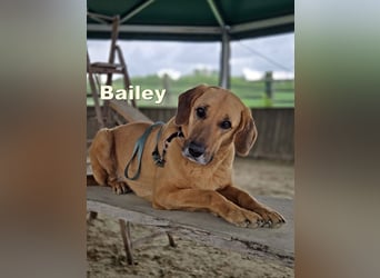 großer Herzenshund Bailey sucht noch seine Menschen