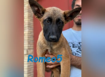Romeo5 11/2024 (ESP) - aktiver Malinois-Schäferhund-Mix Welpe!