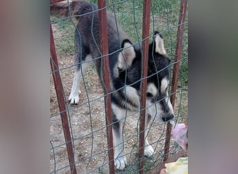 Husky ♥Tedy♥ aktiv und lebensfroh