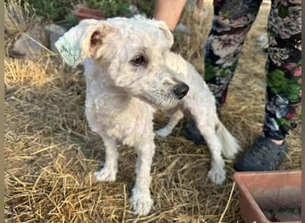 Kefir, geboren 20.04.2020, 29cm sucht sein Körbchen