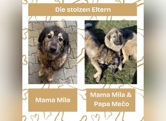 Süße Sarplaninac Welpen (Hirtenschutzhund/Schäferhund) suchen neues Zuhause. Noch 2 Welpen verfügbar