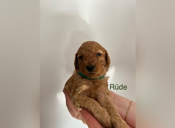 Wunderschöne reinrassige Toy- und Zwergpudelwelpen suchen ein liebevolles Zuhause