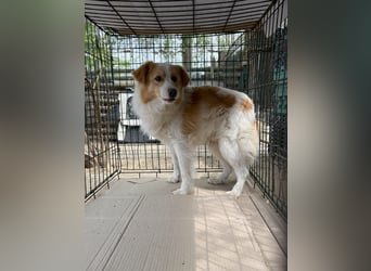 ENFY, Rüde, 1,5 Jahre, 38 cm, Mischling, Tierschutz