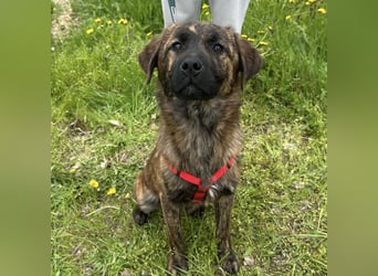 Ollie ein Engel auf 4 Pfoten