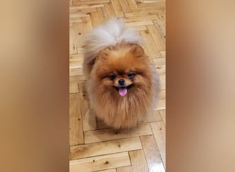 Pomeranian