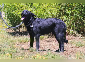 Champ, Labrador-Mix, lieb und sozial